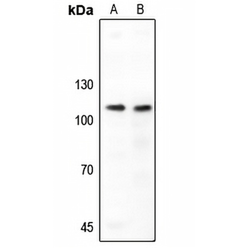 NF-kappaB p105 Rabbit Polyclonal Antibody
