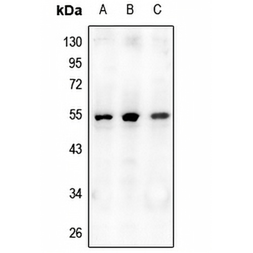 Osteoprotegerin Rabbit Polyclonal Antibody