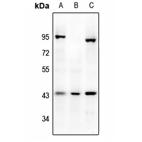 Mu Opioid Receptor Rabbit Polyclonal Antibody