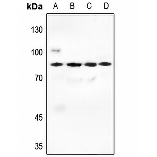 PI3K p85 alpha Rabbit Polyclonal Antibody