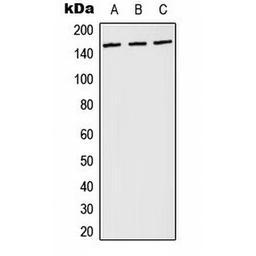 PLC gamma 1 (Phospho-Y783) Rabbit Polyclonal Antibody