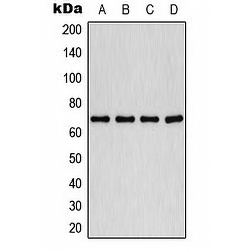 PLK1 (Phospho-T210) Rabbit Polyclonal Antibody