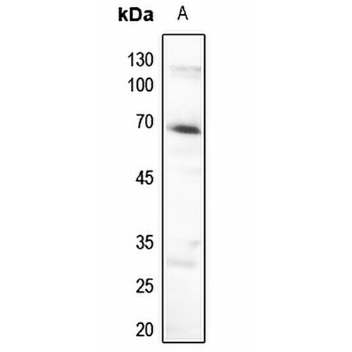 AMPK alpha 1 (Phospho-S496) Rabbit Polyclonal Antibody