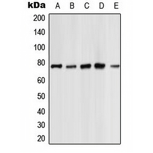 PKC zeta Rabbit Polyclonal Antibody