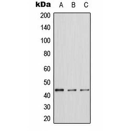 ERK1 Rabbit Polyclonal Antibody