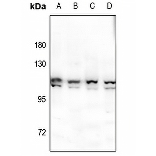 ERK3 Rabbit Polyclonal Antibody