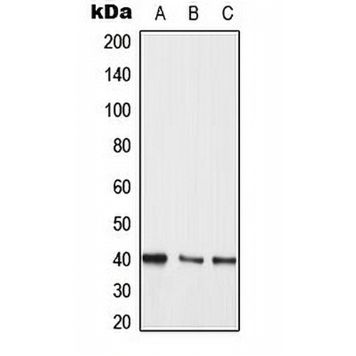 MKK3/6 Rabbit Polyclonal Antibody