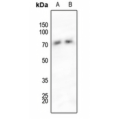 SHPTP2 (Phospho-Y542) Rabbit Polyclonal Antibody