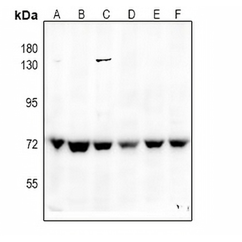 SHPTP2 Rabbit Polyclonal Antibody