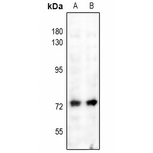 NF-kappaB p65 (Phospho-S529) Rabbit Polyclonal Antibody