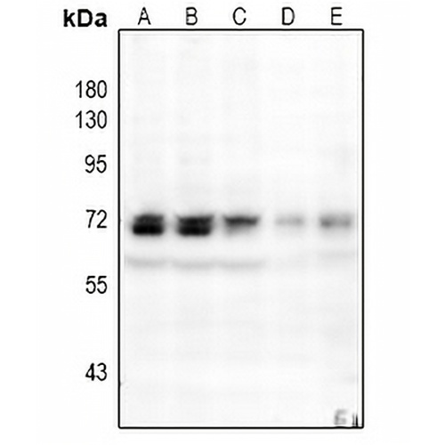 NF-kappaB p65 (Phospho-S529) Rabbit Polyclonal Antibody