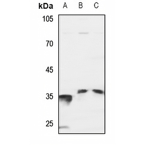 SRSF7 Rabbit Polyclonal Antibody
