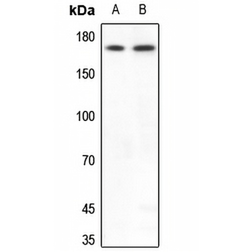 BAF170 Rabbit Polyclonal Antibody