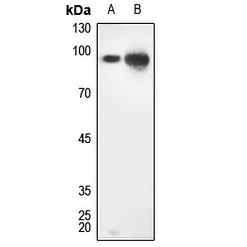 STAT1 Rabbit Polyclonal Antibody