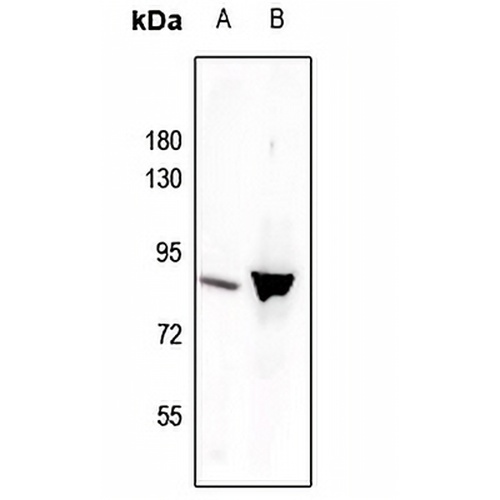 STAT3 (Phospho-Y705) Rabbit Polyclonal Antibody