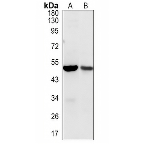 Aurora A Rabbit Polyclonal Antibody