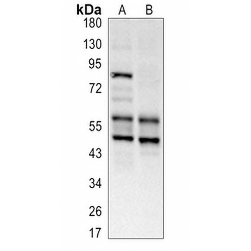 LKB1 Rabbit Polyclonal Antibody