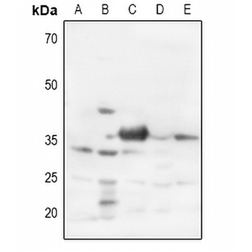 Syntaxin 1A Rabbit Polyclonal Antibody