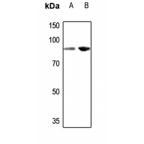 TCEB3 Rabbit Polyclonal Antibody