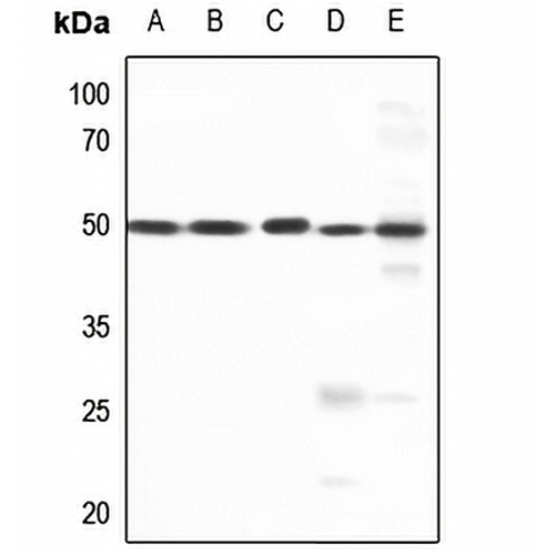 AP2 gamma Rabbit Polyclonal Antibody