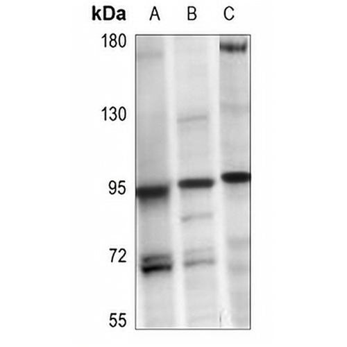 TLE2 Rabbit Polyclonal Antibody