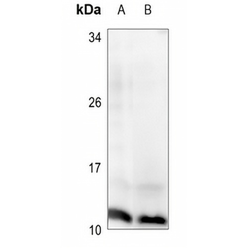 Histone H4 (Phospho-S47) Rabbit Polyclonal Antibody