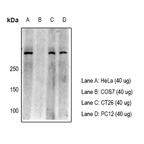 53BP1 Rabbit Polyclonal Antibody