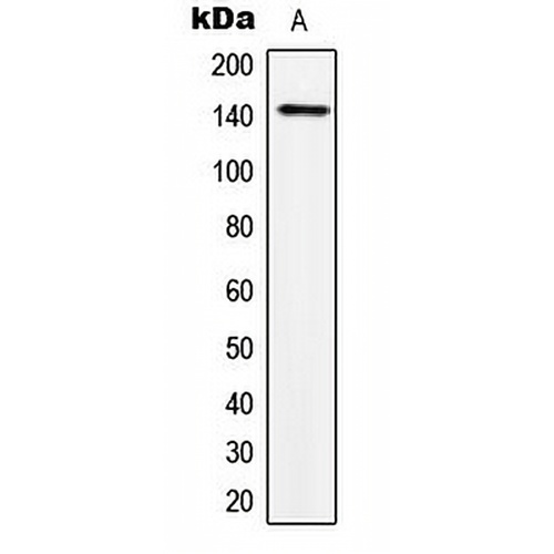 TRPS1 Rabbit Polyclonal Antibody