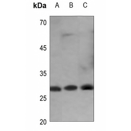 14-3-3 eta Rabbit Polyclonal Antibody
