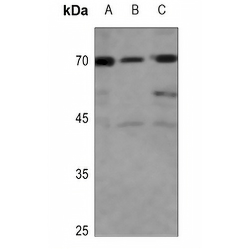 CD137L Rabbit Polyclonal Antibody
