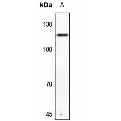 HGS Rabbit Polyclonal Antibody