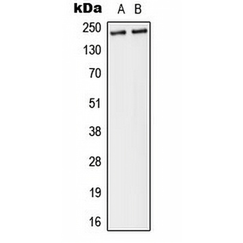 Separase (Phospho-S1126/801) Rabbit Polyclonal Antibody