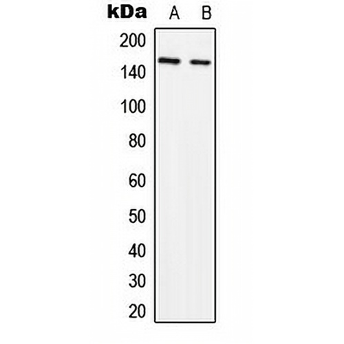 SLK Rabbit Polyclonal Antibody