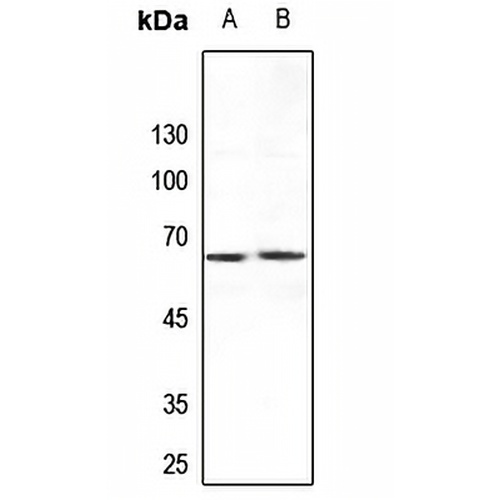 ARMCX2 Rabbit Polyclonal Antibody