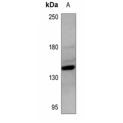 ZEB2 Rabbit Polyclonal Antibody