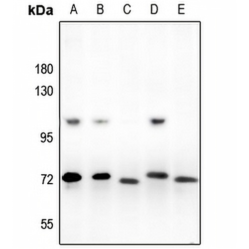 ARNT2 Rabbit Polyclonal Antibody