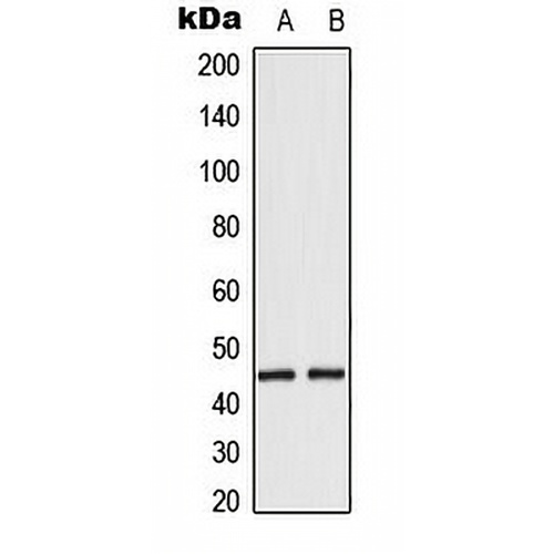 EMP Rabbit Polyclonal Antibody
