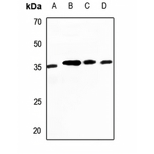 CDC42EP2 Rabbit Polyclonal Antibody