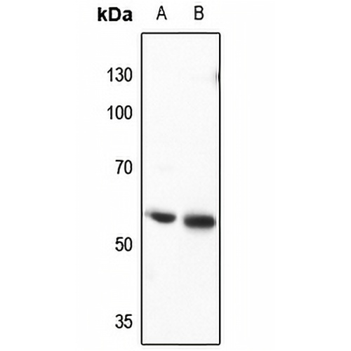 CRMP3 Rabbit Polyclonal Antibody