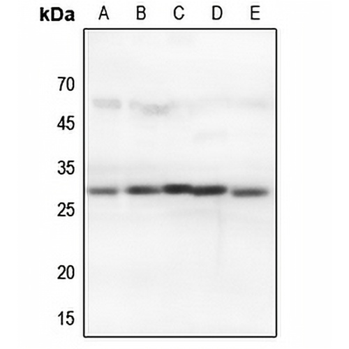 14-3-3 theta/tau Rabbit Polyclonal Antibody