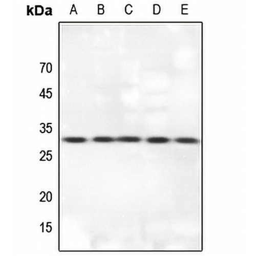 14-3-3 theta Rabbit Polyclonal Antibody