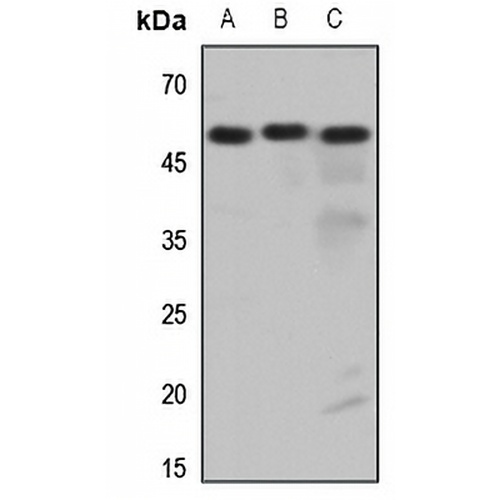 Histamine H3 Receptor Rabbit Polyclonal Antibody
