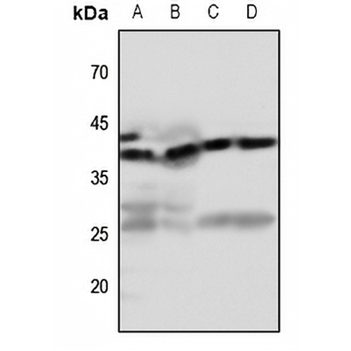 EDG7 Rabbit Polyclonal Antibody