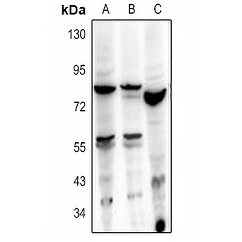 HBP1 Rabbit Polyclonal Antibody