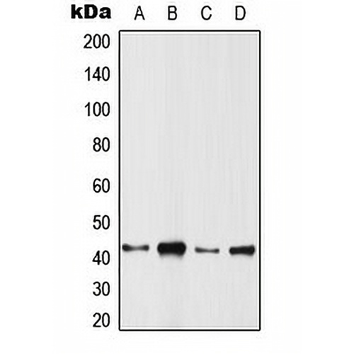 ARFIP1 Rabbit Polyclonal Antibody