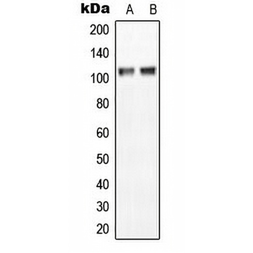 NGEP Rabbit Polyclonal Antibody