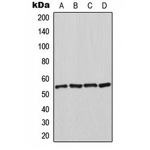 HSPA14 Rabbit Polyclonal Antibody