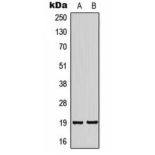 NSG2 Rabbit Polyclonal Antibody