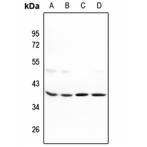 MRPL39 Rabbit Polyclonal Antibody