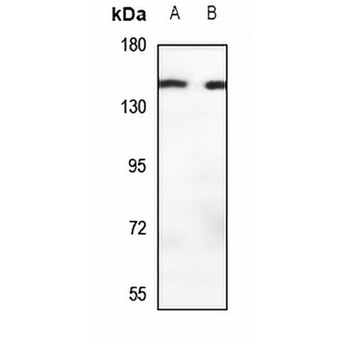 MOV10L1 Rabbit Polyclonal Antibody